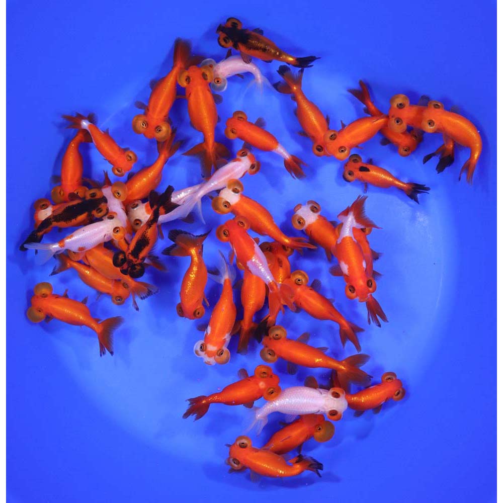 Mixed Bubble Eye Goldfish SM