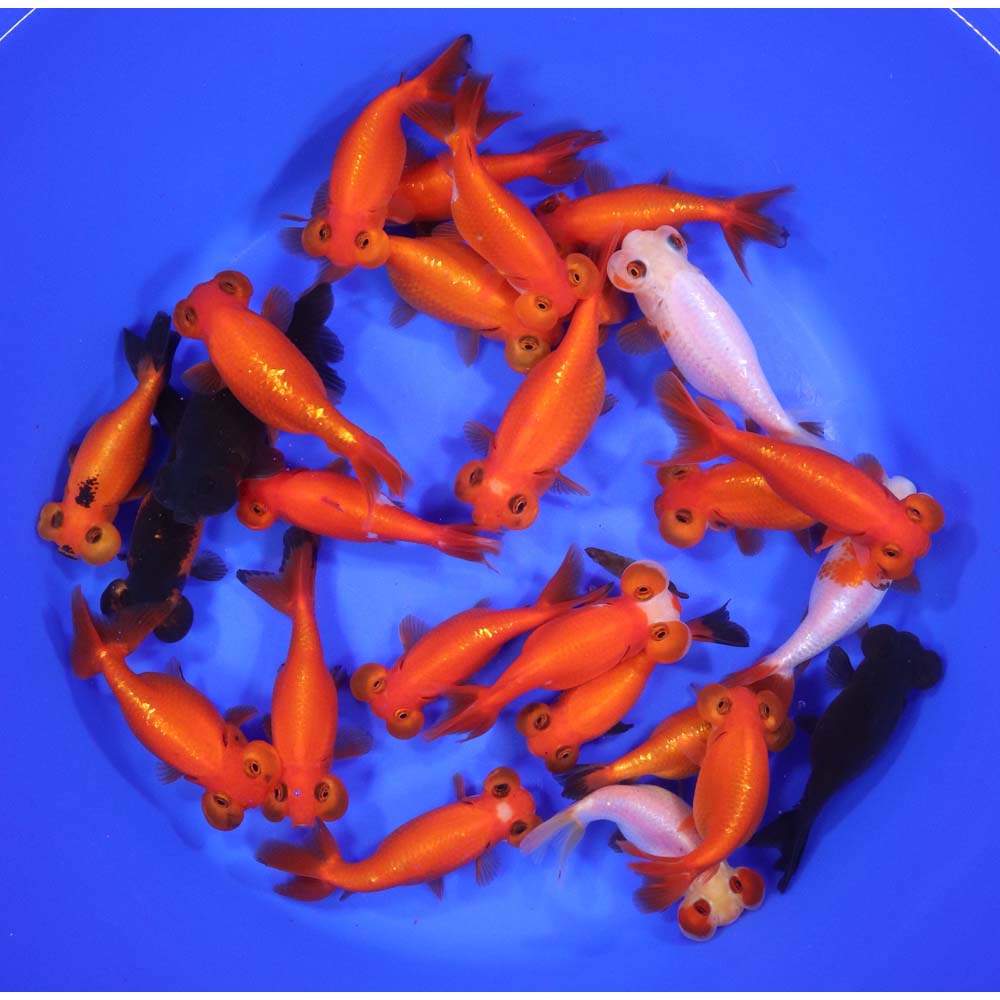 Mixed Bubble Eye Goldfish LG