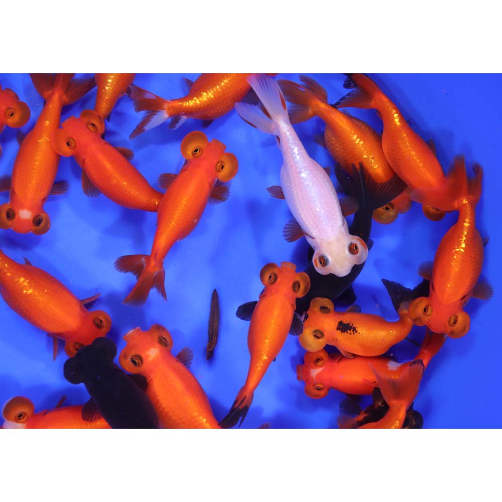 Mixed Bubble Eye Goldfish LG