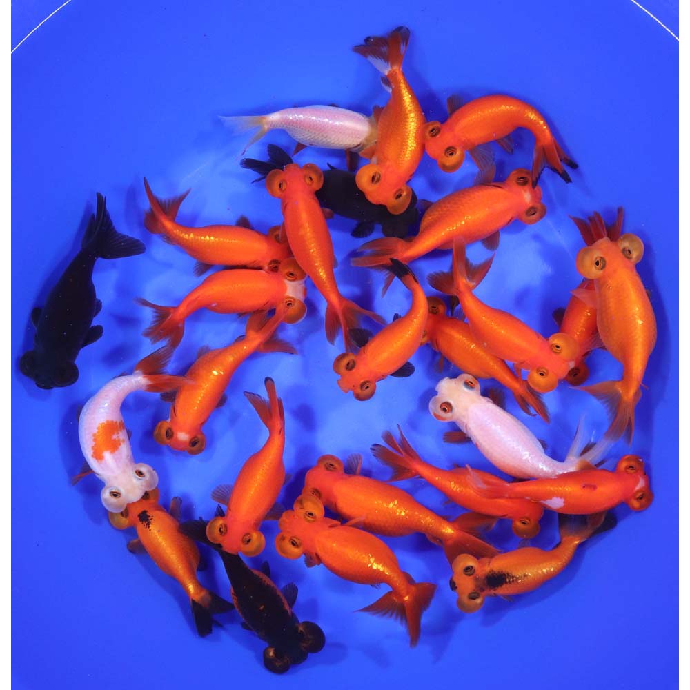 Mixed Bubble Eye Goldfish LG
