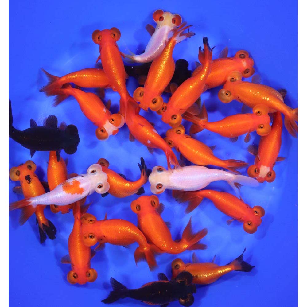 Mixed Bubble Eye Goldfish LG