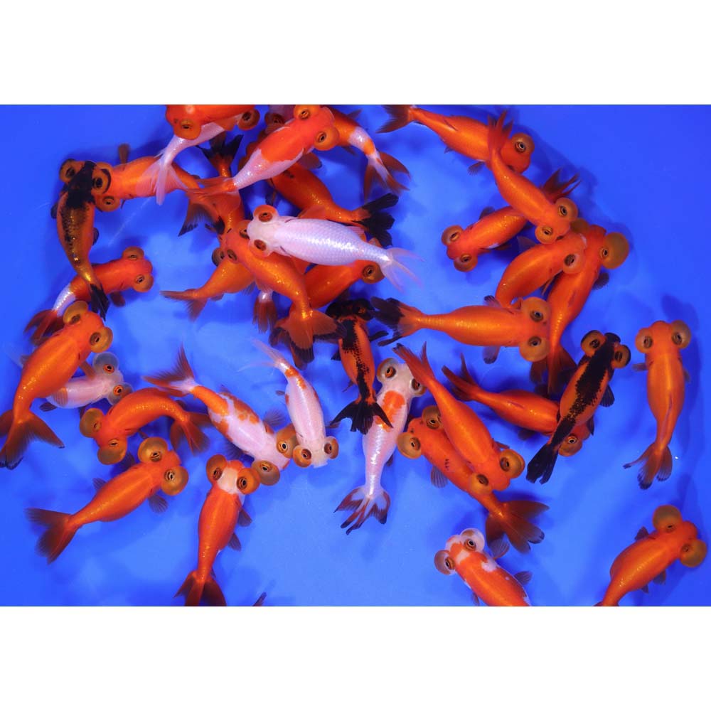 Mixed Bubble Eye Goldfish SM