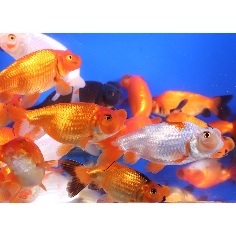 Mixed Bubble Eye Goldfish LG