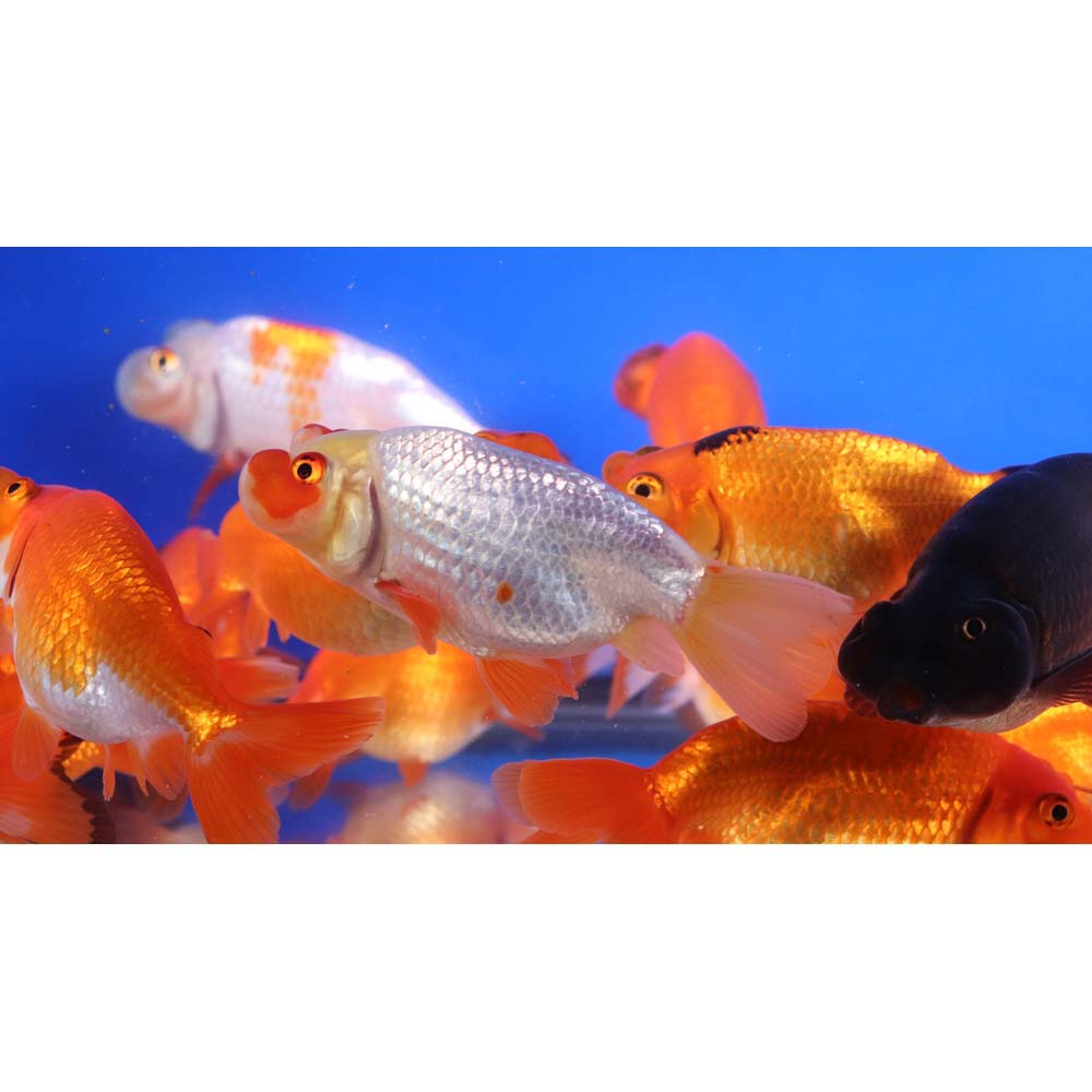 Mixed Bubble Eye Goldfish LG