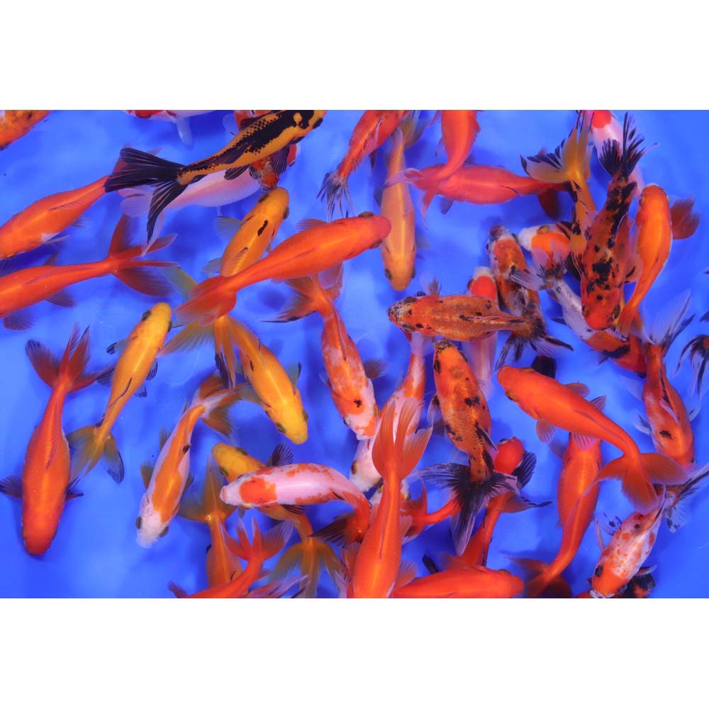 Wakin Goldfish Mixed SM