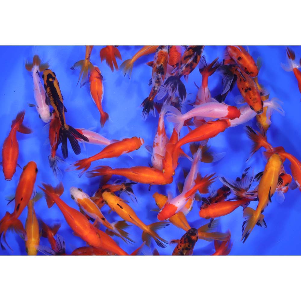 Wakin Goldfish Mixed SM