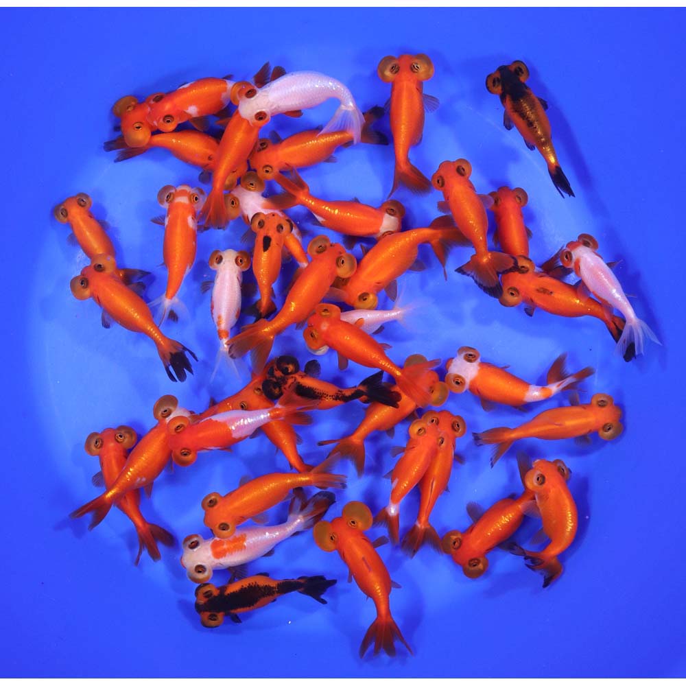 Mixed Bubble Eye Goldfish SM