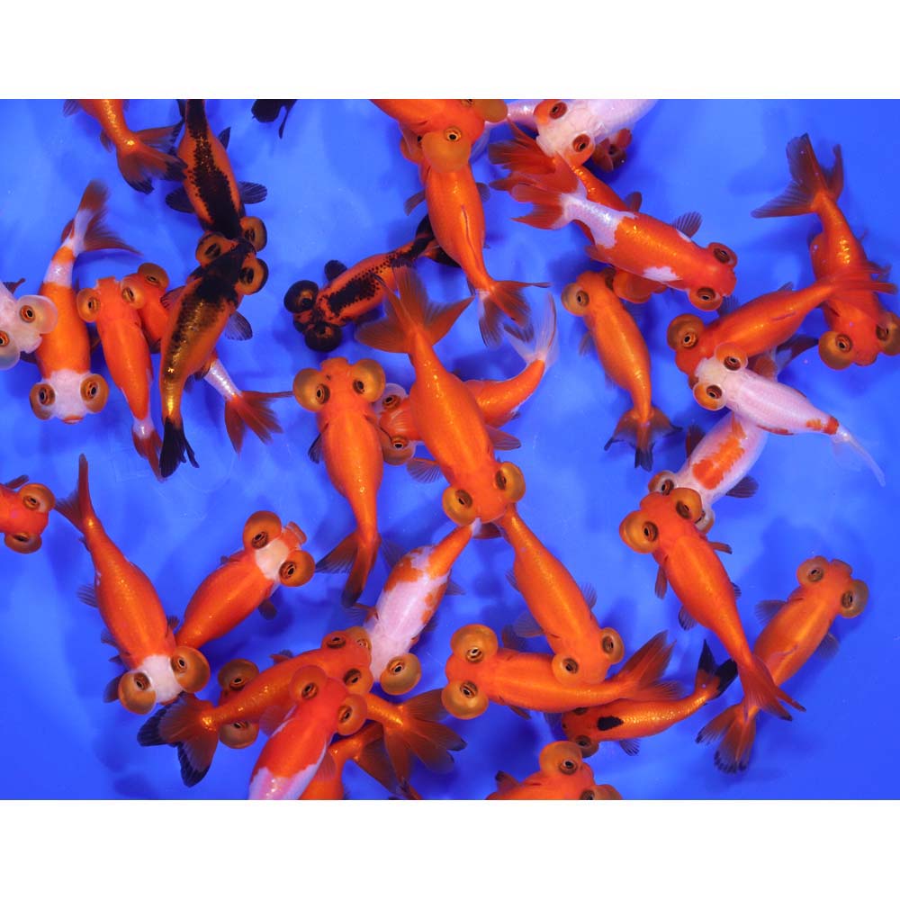 Mixed Bubble Eye Goldfish SM