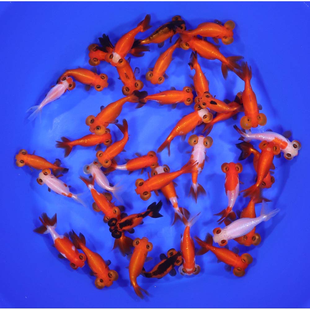 Mixed Bubble Eye Goldfish SM