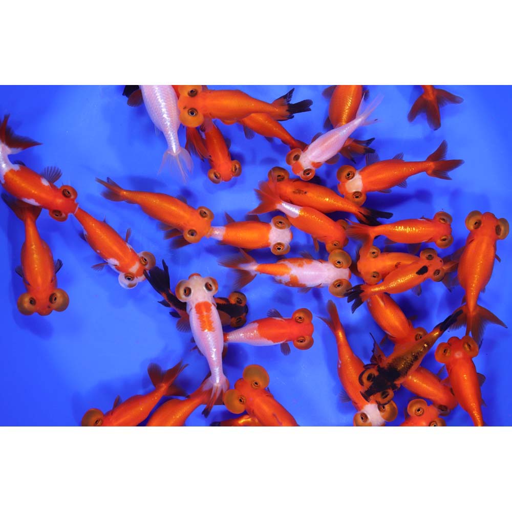 Mixed Bubble Eye Goldfish SM