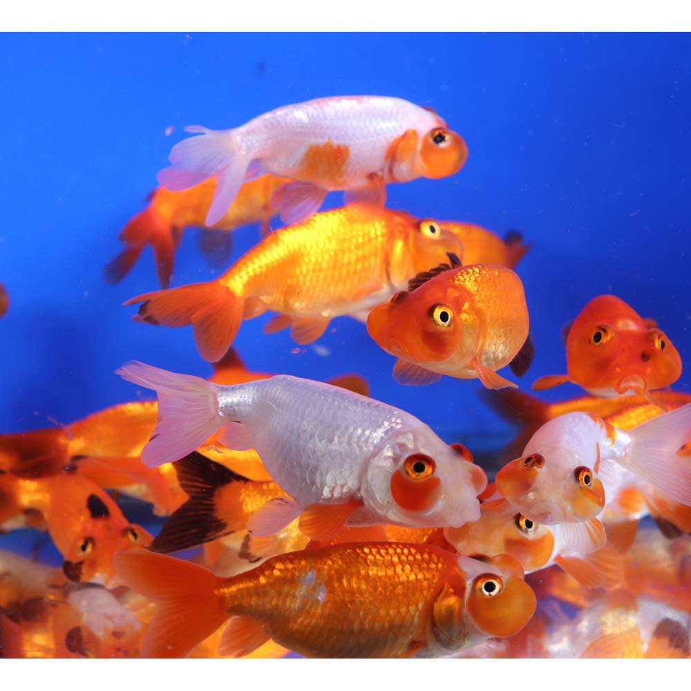 Mixed Bubble Eye Goldfish SM