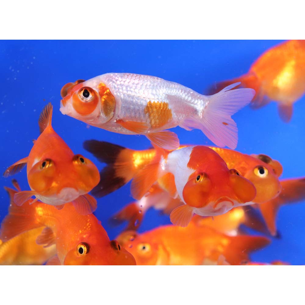 Mixed Bubble Eye Goldfish SM