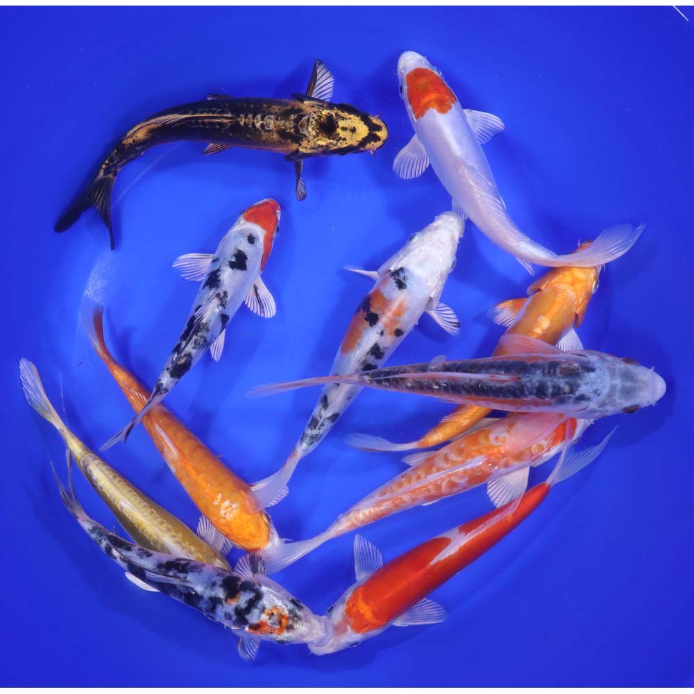Doitsu Koi Mix 6-7"