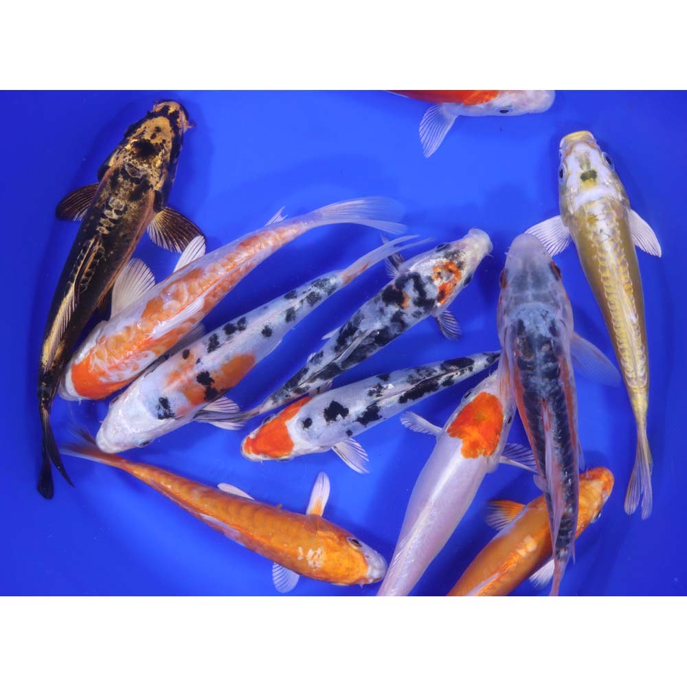 Doitsu Koi Mix 6-7"