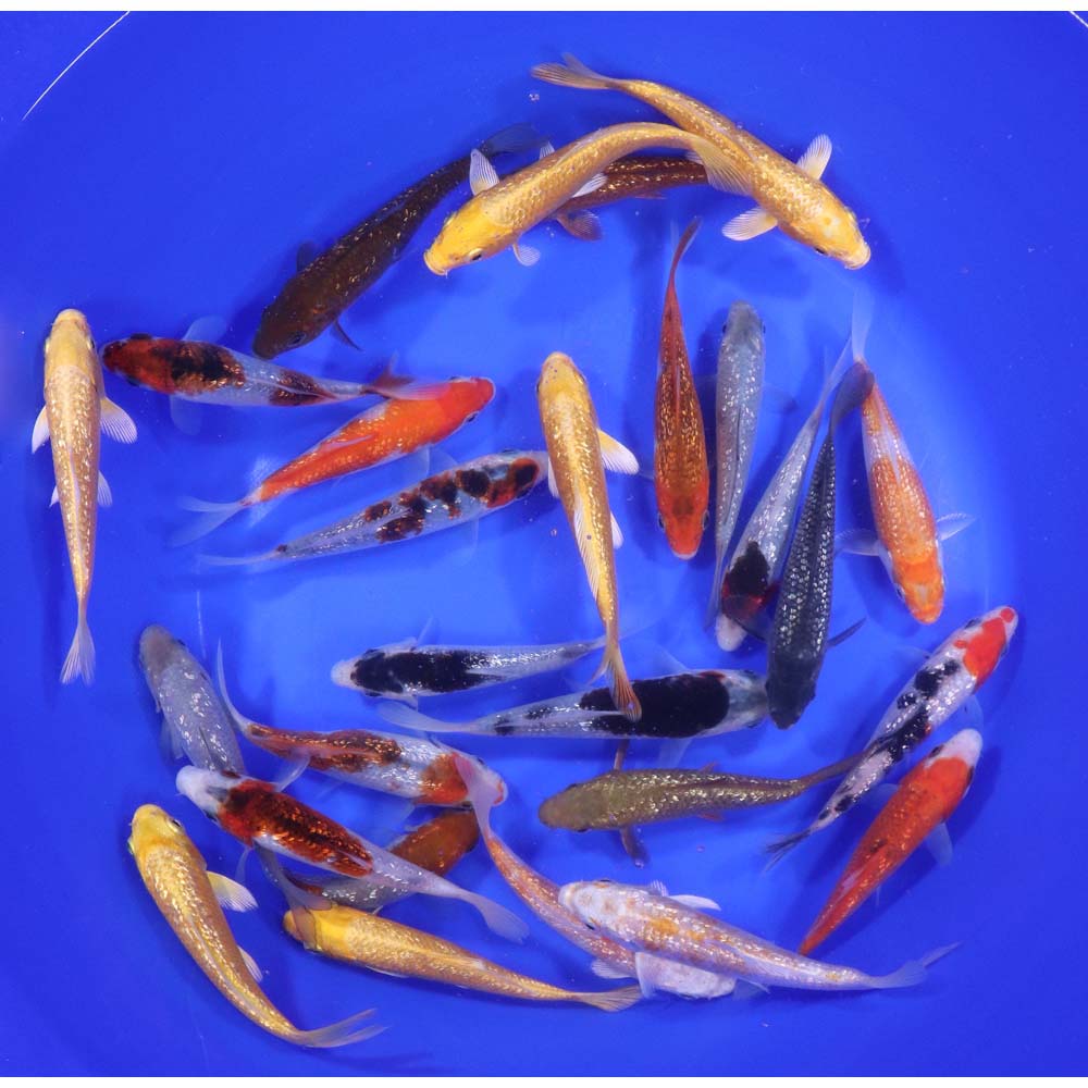 Gin Rin Koi Mix 4-5"