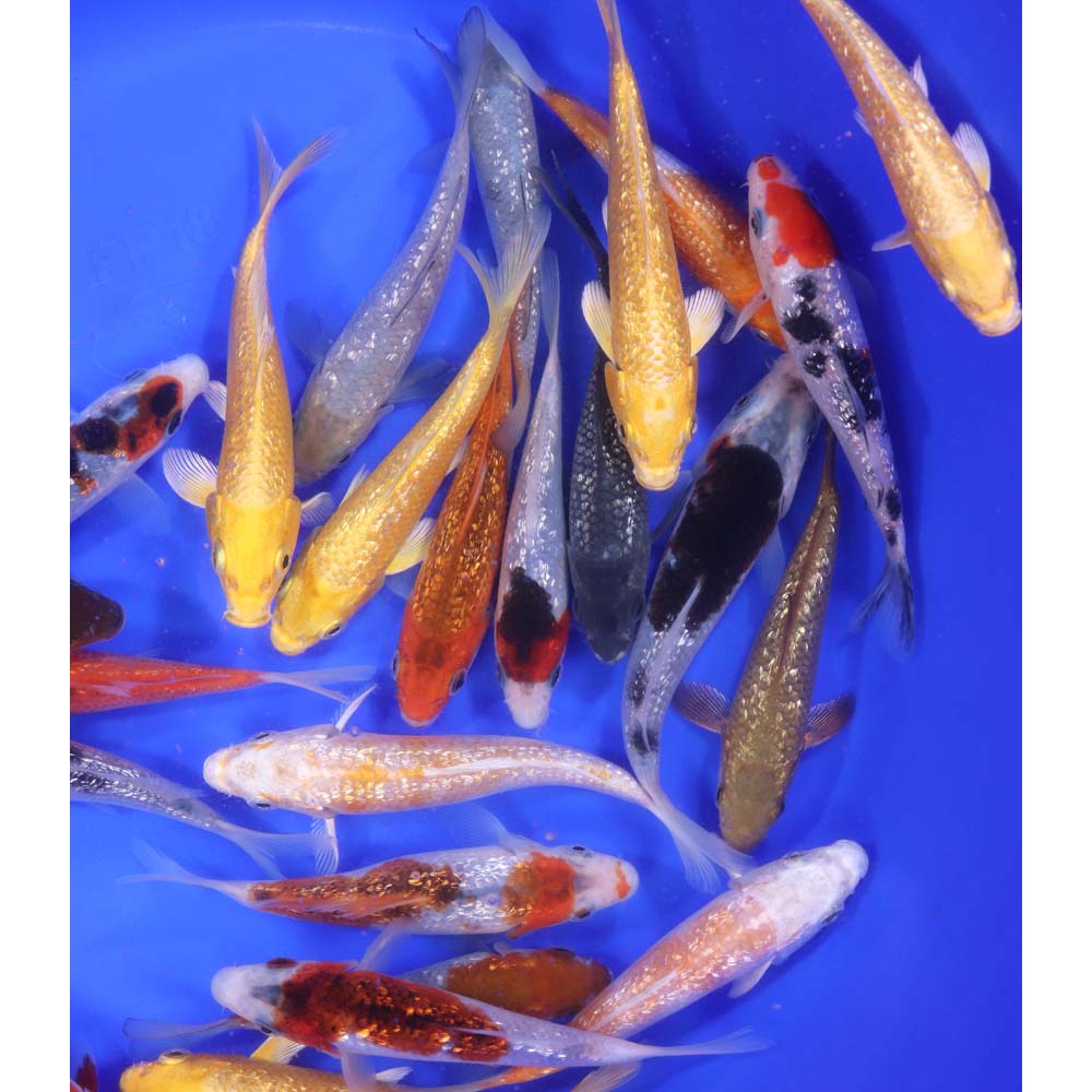 Gin Rin Koi Mix 4-5"