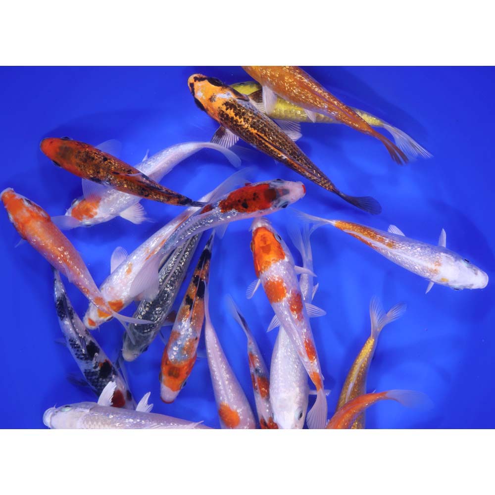 Gin Rin Koi Mix 5-6"