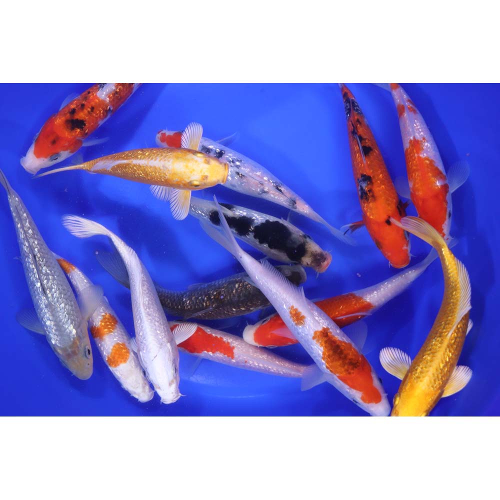 Gin Rin Koi Mix 6-7"