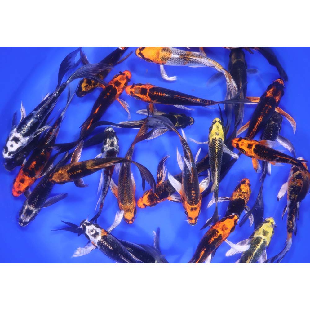 Skeleton Butterfly Koi 4-5"