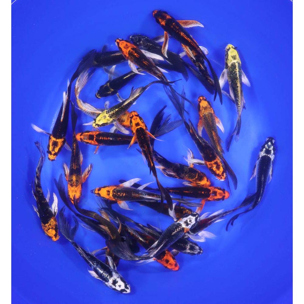 Skeleton Butterfly Koi 4-5"