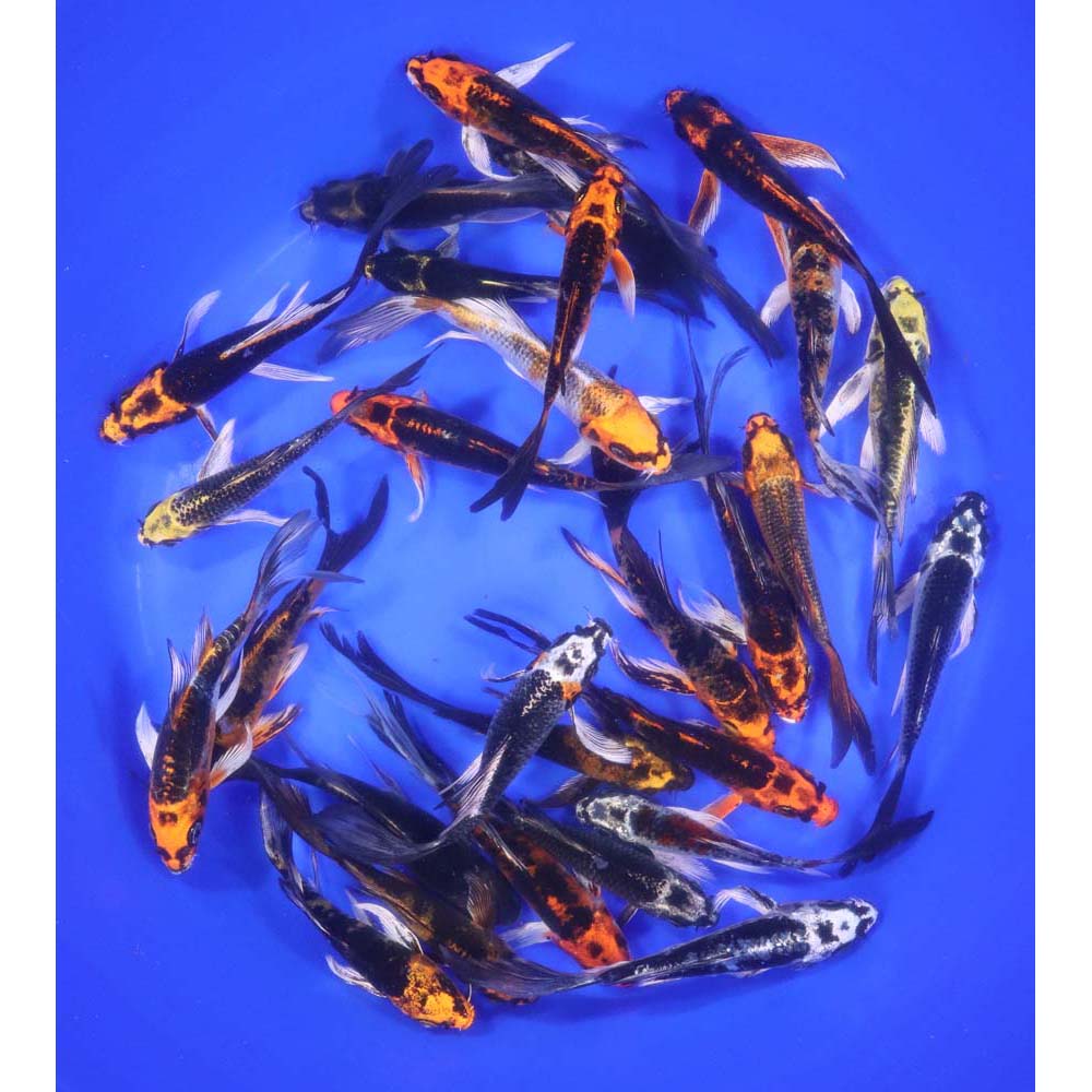 Skeleton Butterfly Koi 4-5"