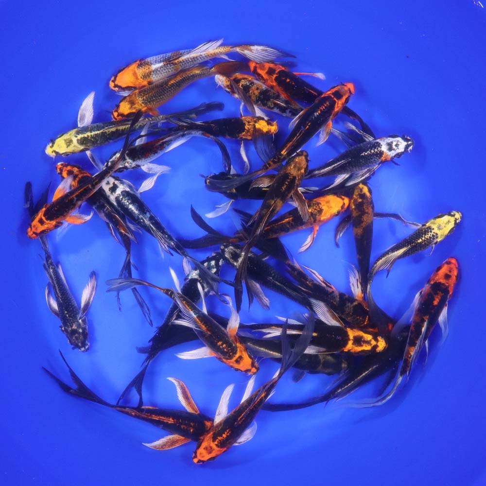 Skeleton Butterfly Koi 4-5"