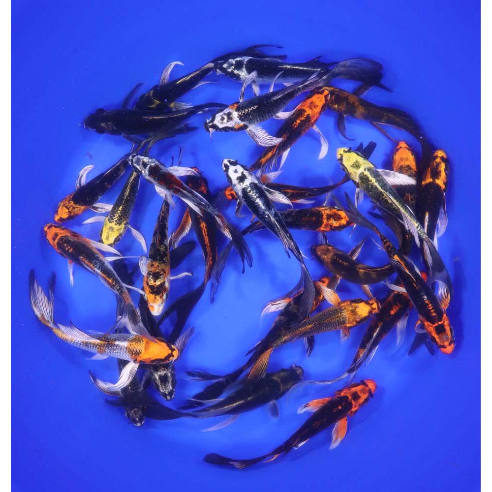 Skeleton Butterfly Koi 4-5"