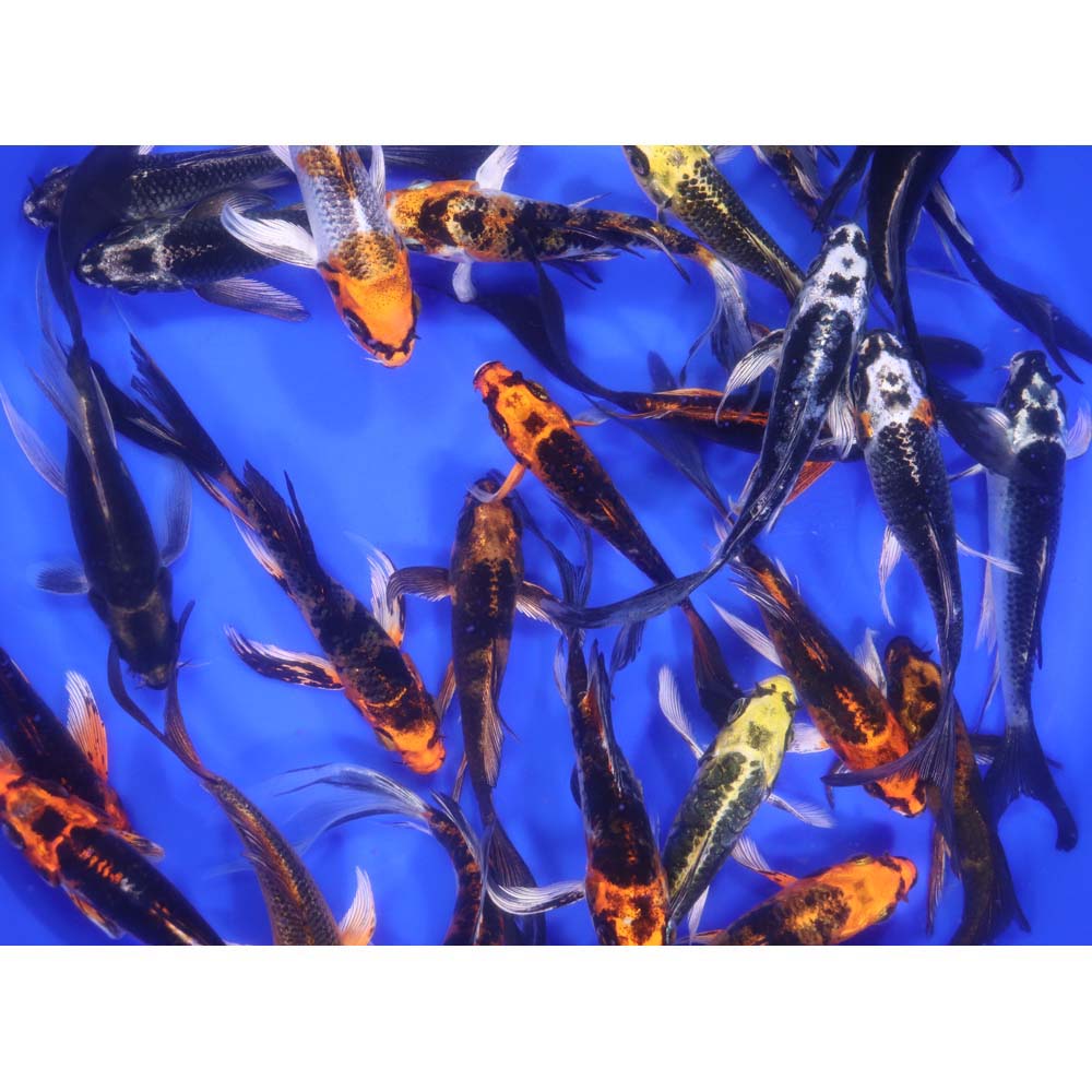 Skeleton Butterfly Koi 4-5"