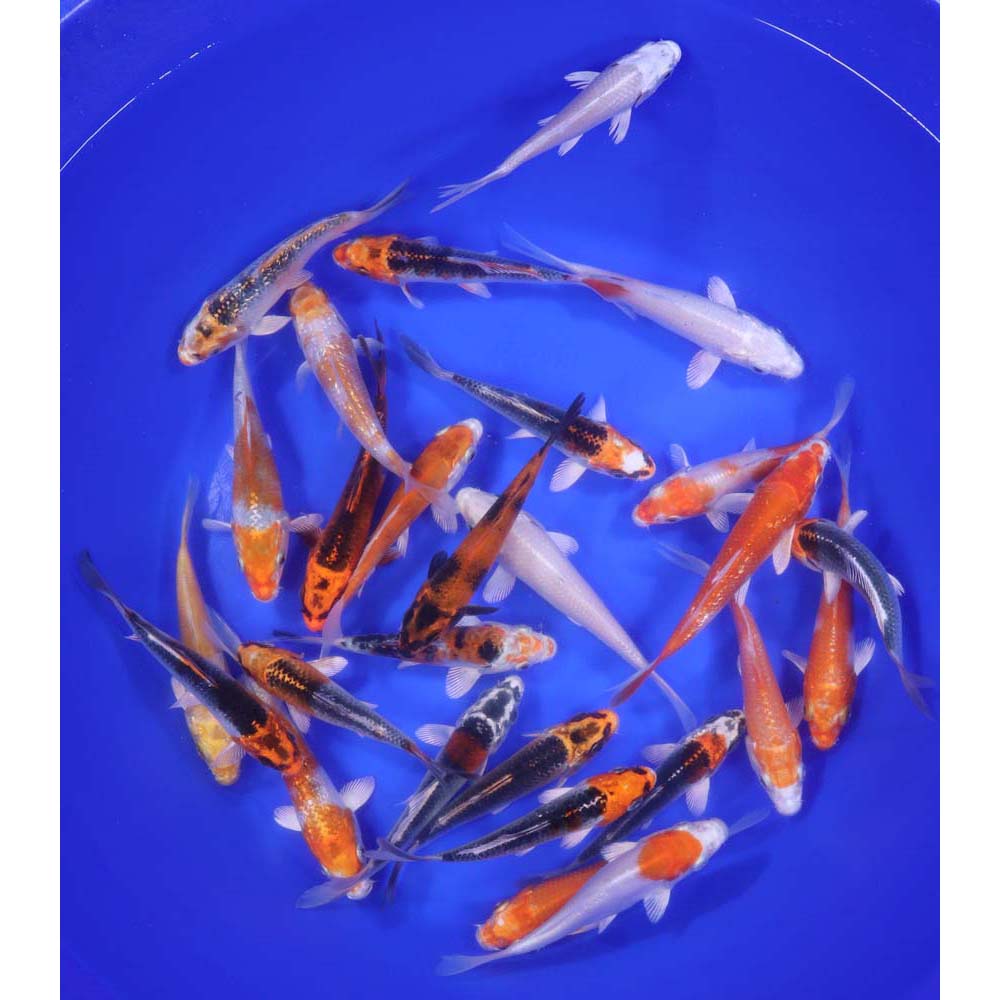 Hikari (Metallic) Koi Mix 4-5"