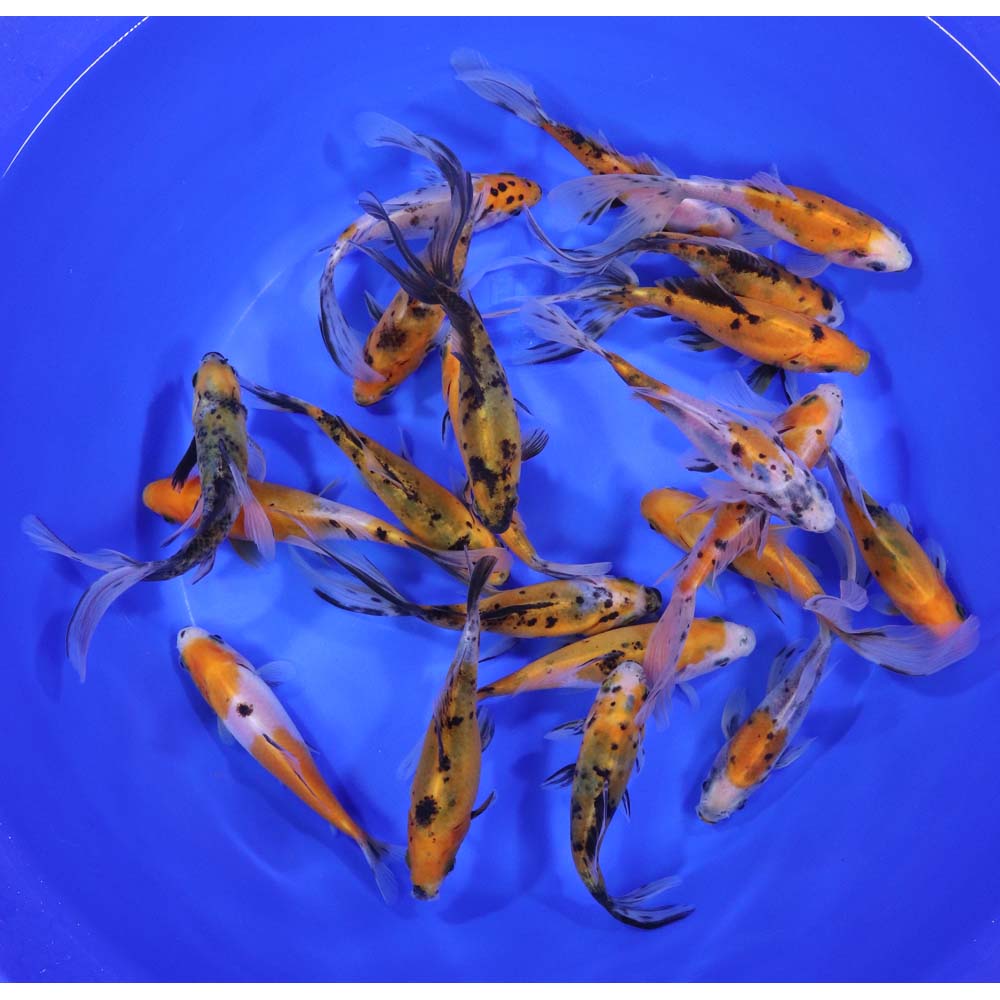 Solar Flare Shubunkin Goldfish 5-6"