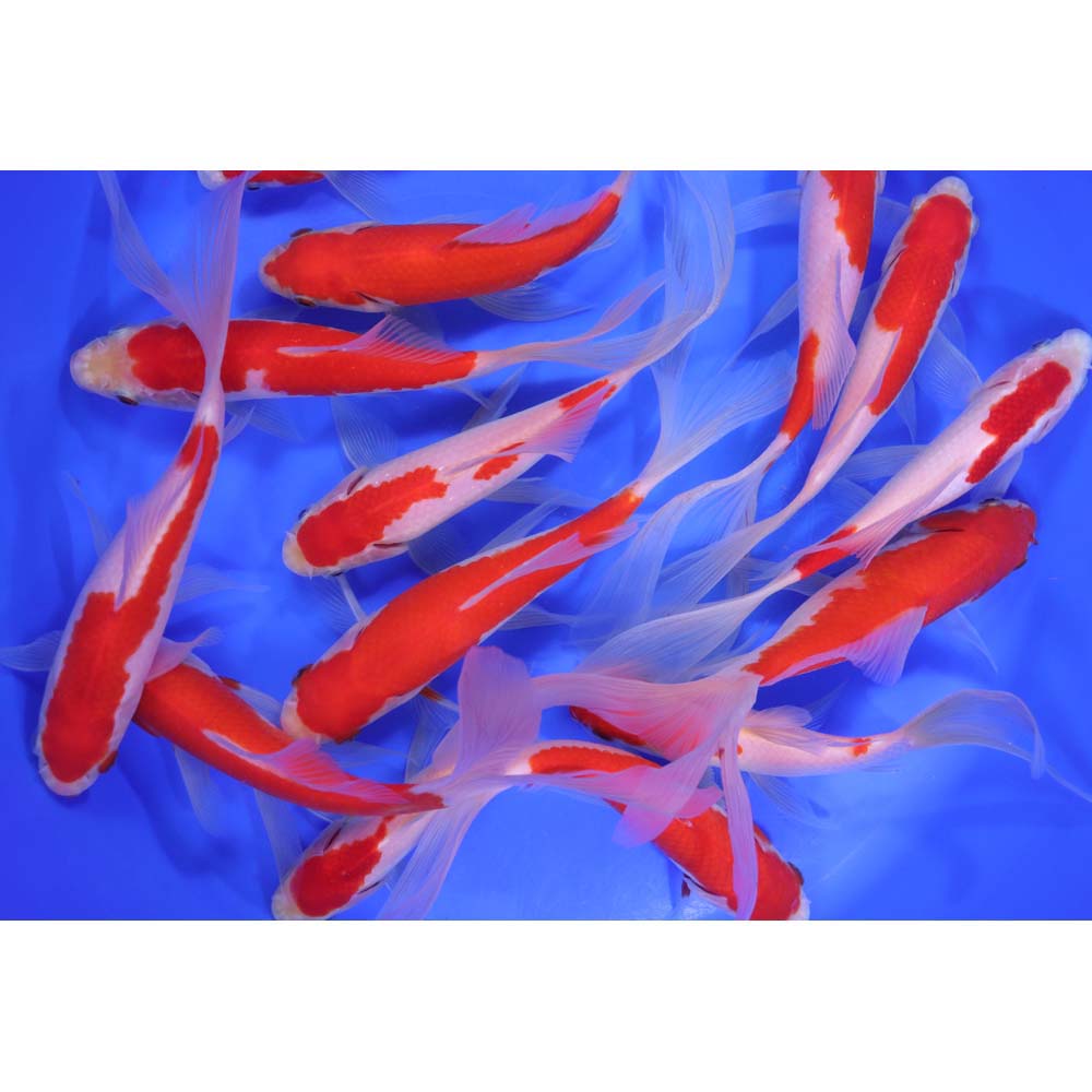 Premium Longtail Red Comet 5-6"