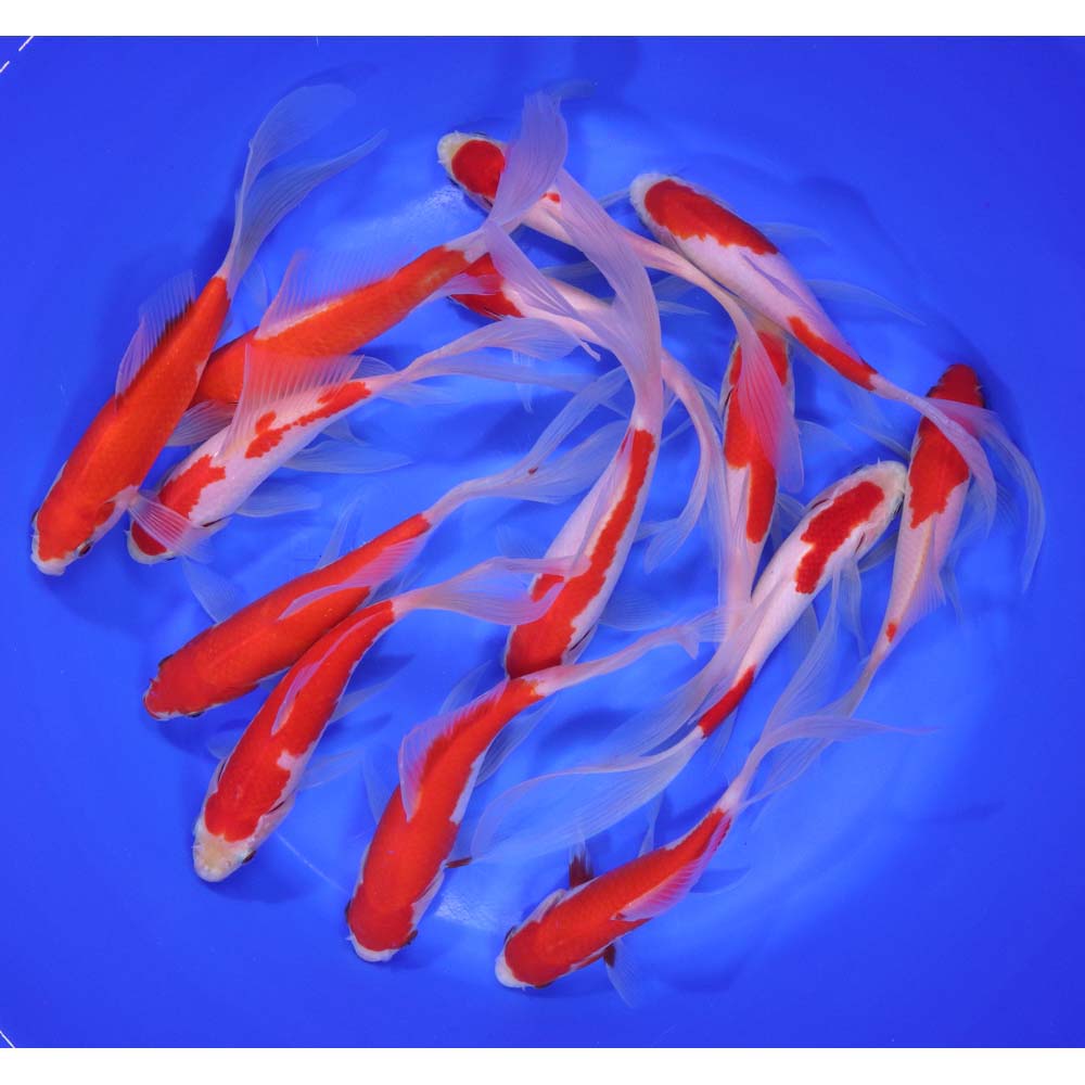 Premium Longtail Red Comet 5-6"