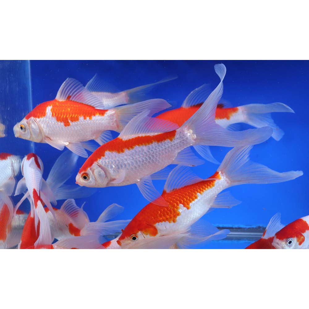 Premium Longtail Red Comet 5-6"