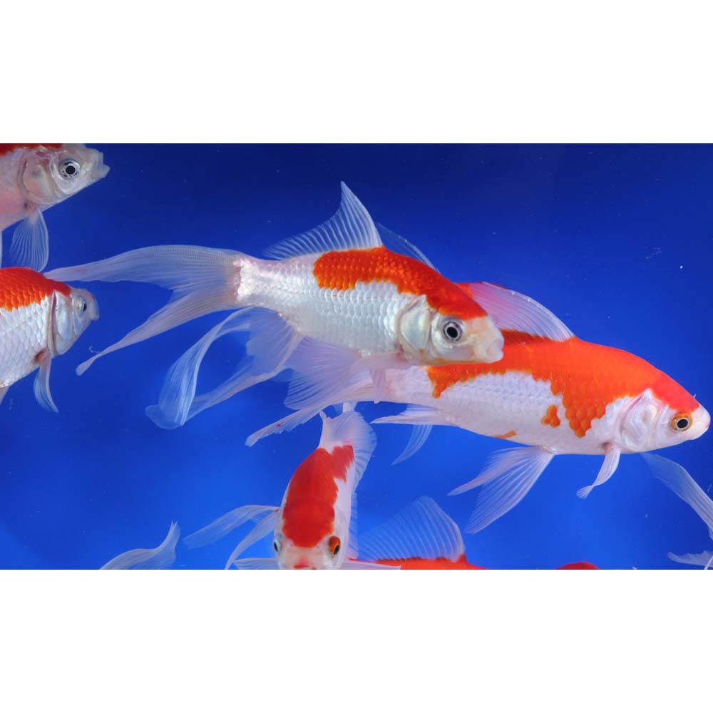 Premium Longtail Red Comet 5-6"