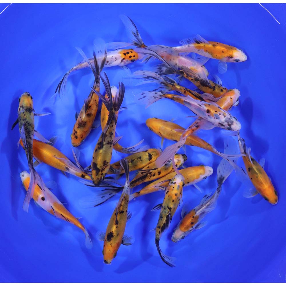 Solar Flare Shubunkin Goldfish 5-6"