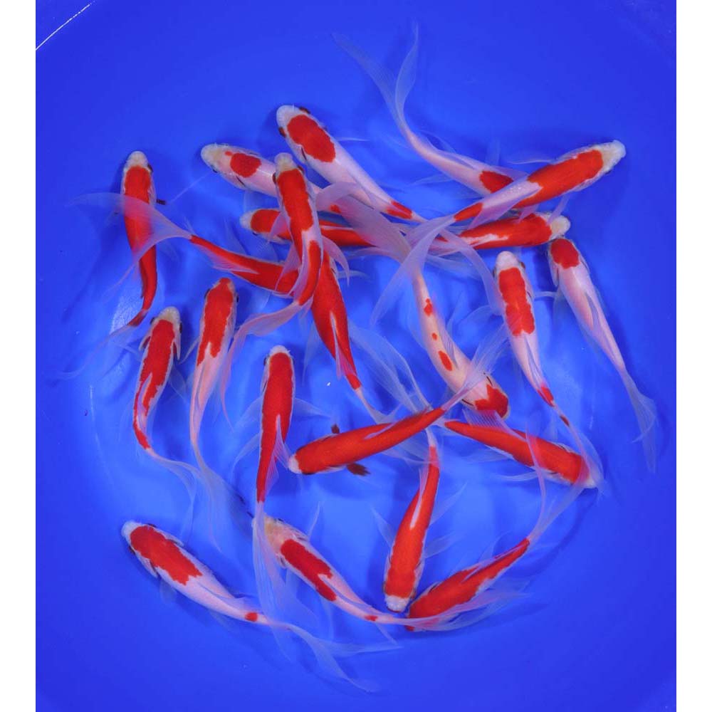 Premium Longtail Sarasa Comet 5-6"