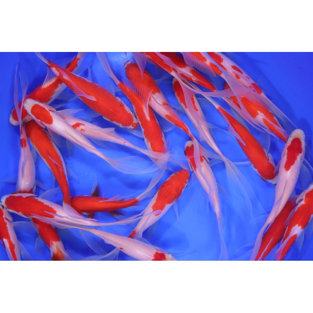 Premium Longtail Red Comet 4-5"