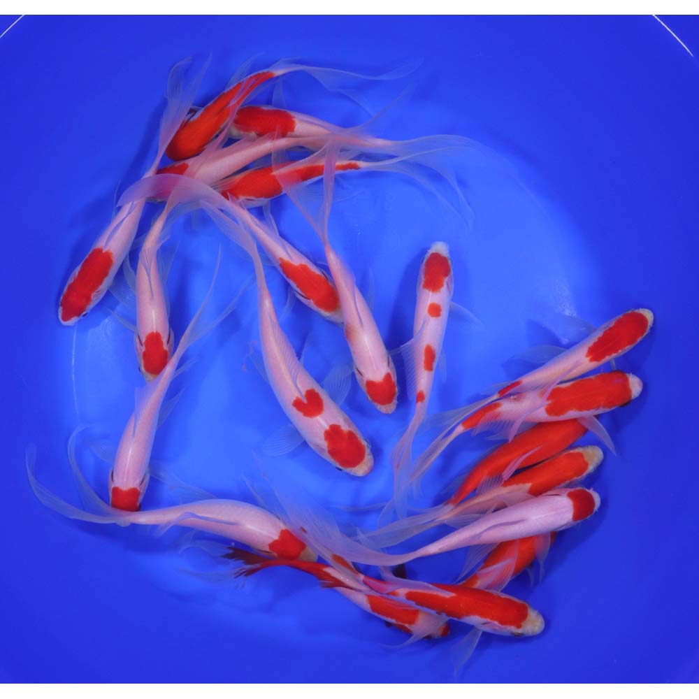 Premium Longtail Red Comet 6-7"