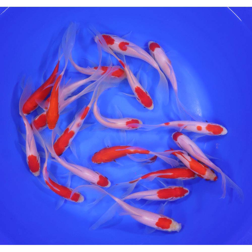 Premium Longtail Red Comet 6-7"