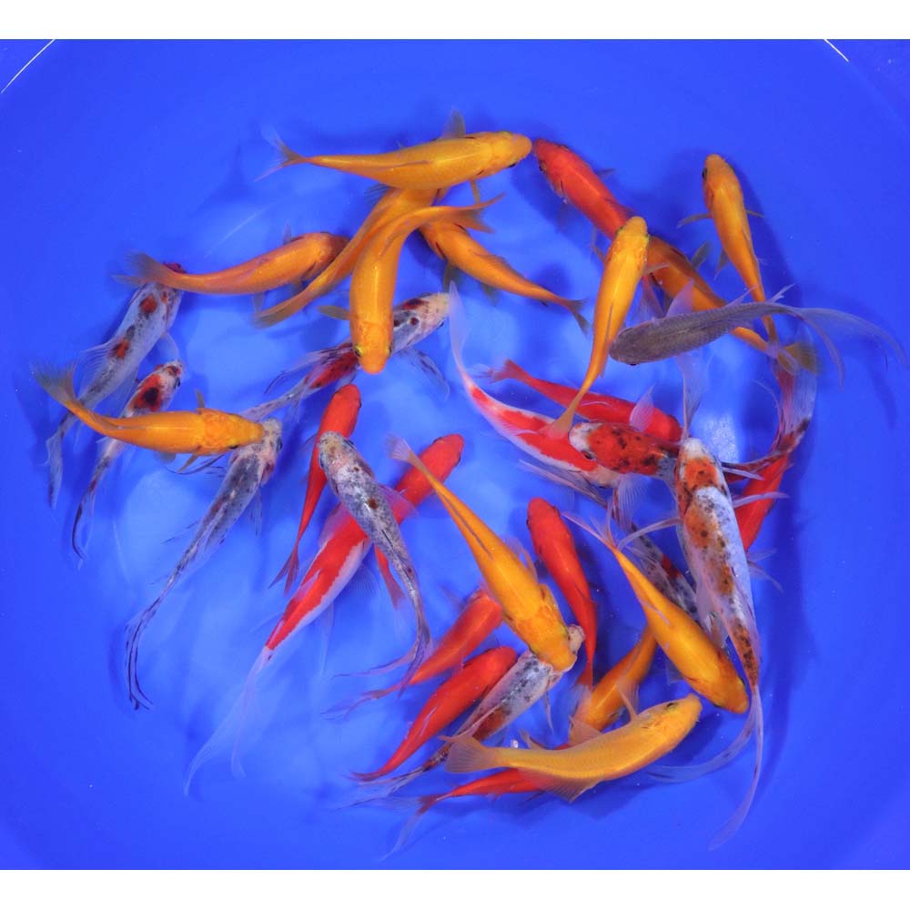 Mixed Goldfish 4-5"
