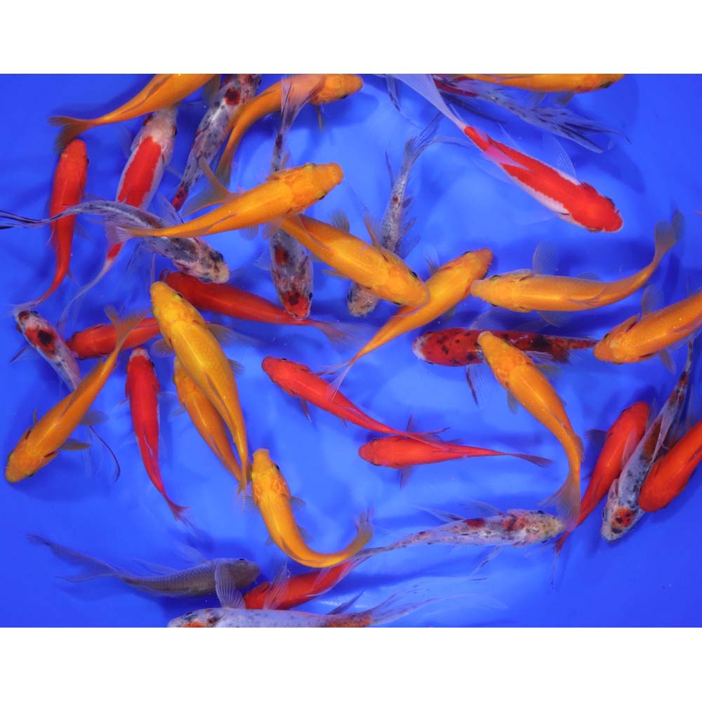 Mixed Goldfish 4-5"