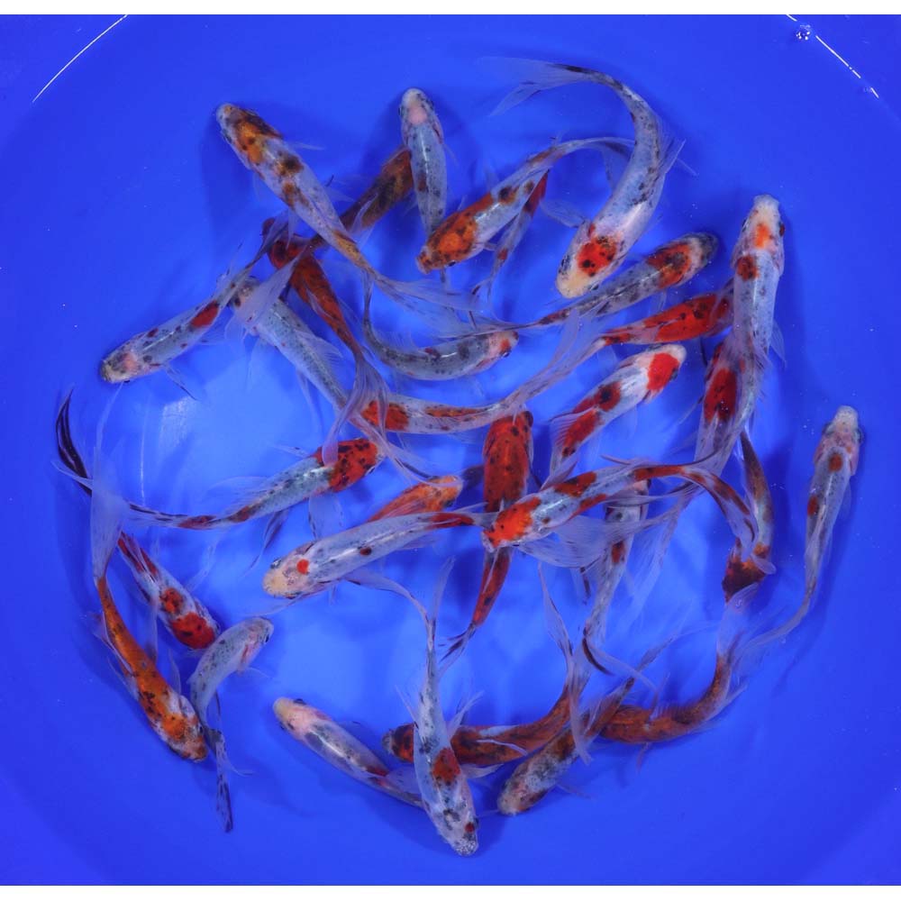 Premium Longtail Shubunkin 3-4"