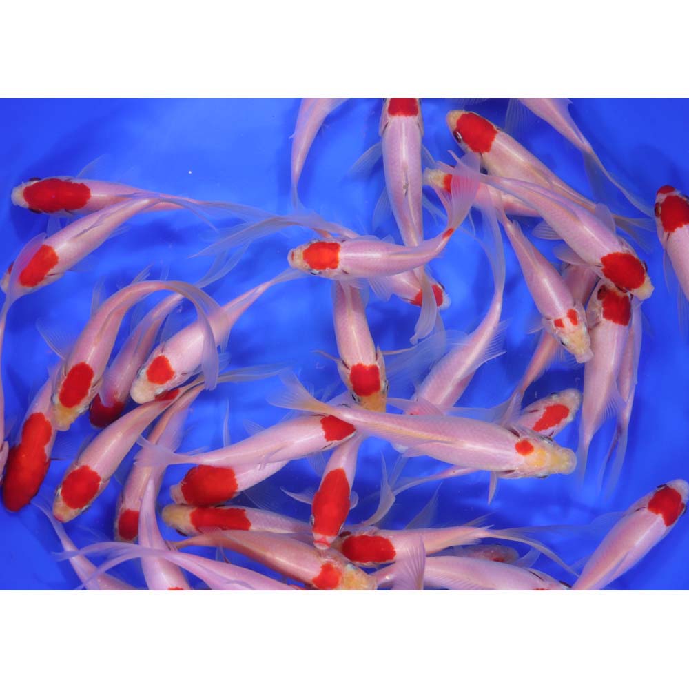 Tancho Sarasa Comet 4-5"