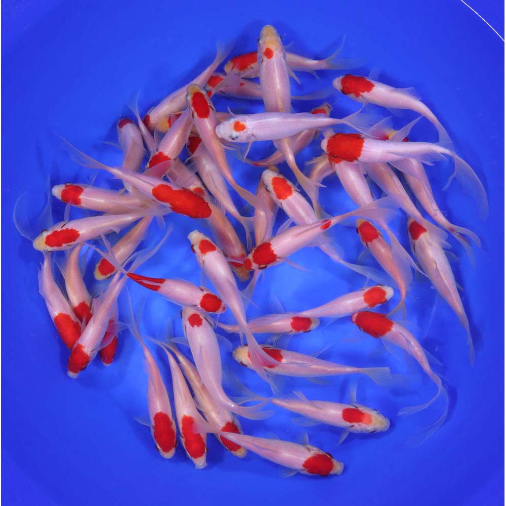 Tancho Sarasa Comet 4-5"