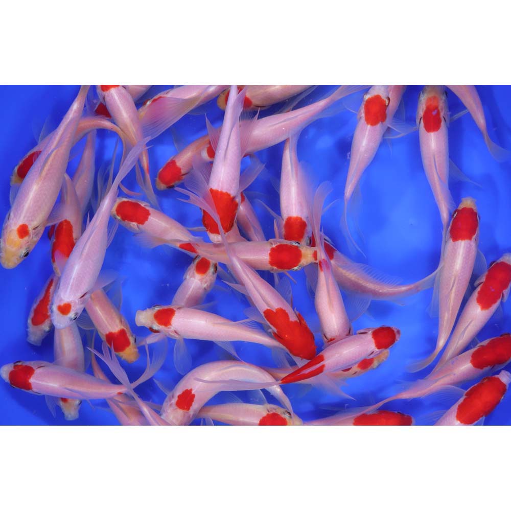 Tancho Sarasa Comet 4-5"