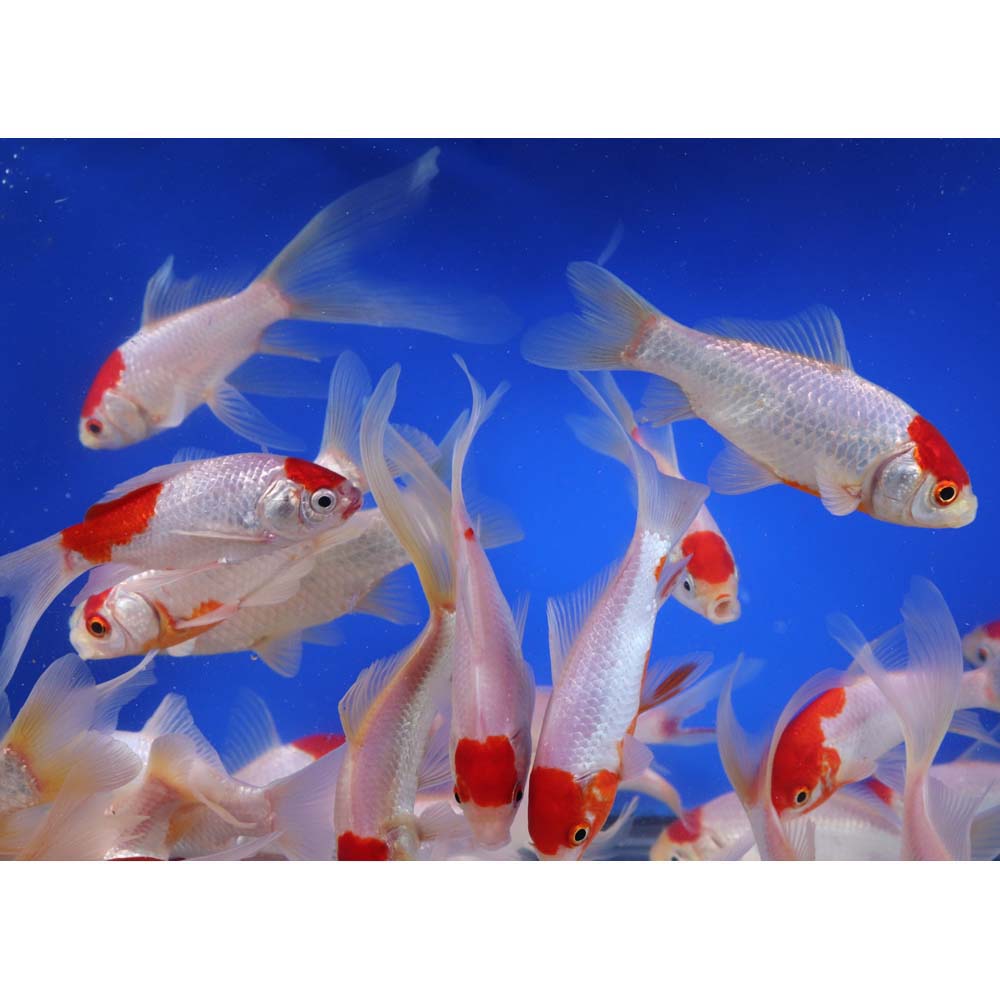 Tancho Sarasa Comet 4-5"