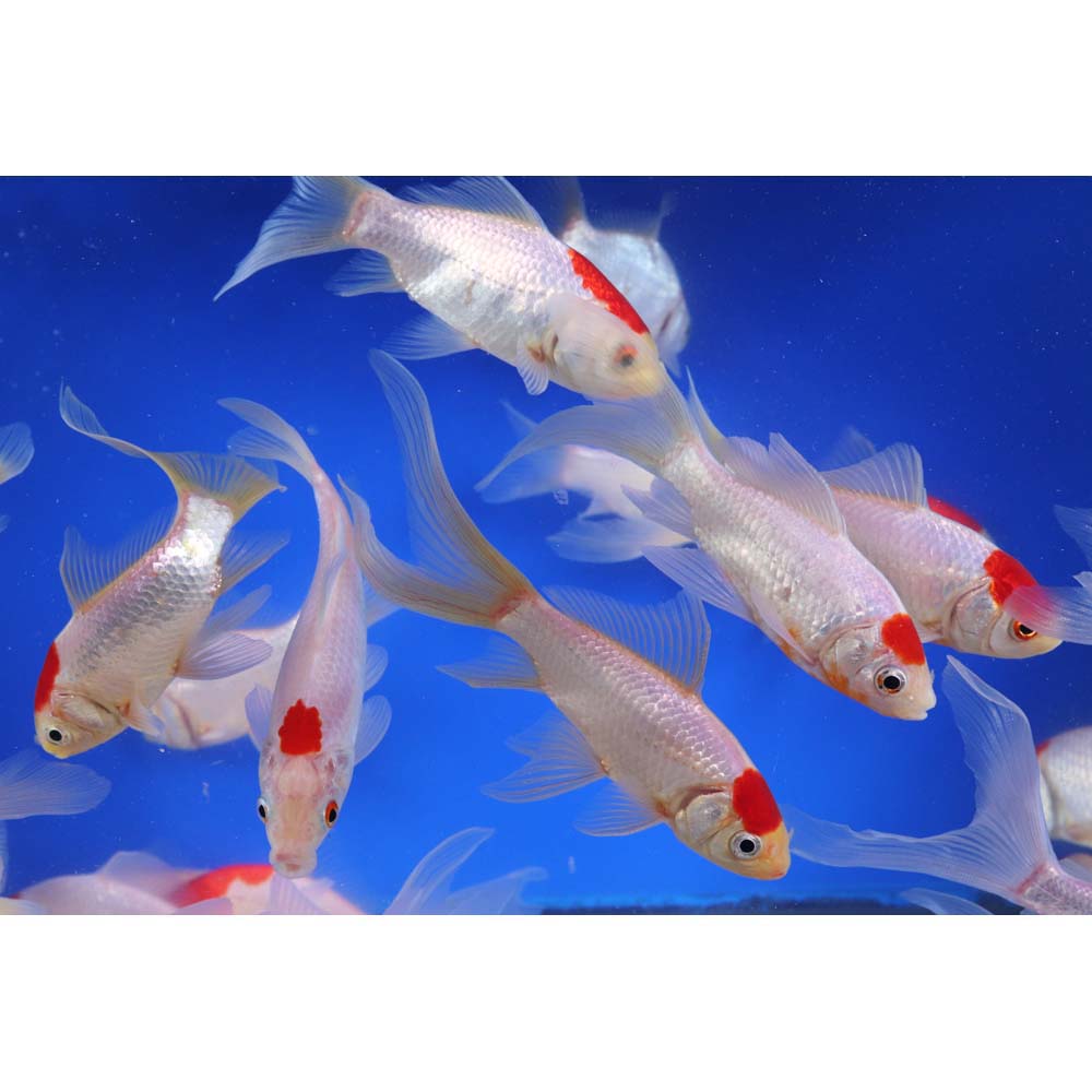 Tancho Sarasa Comet 4-5"