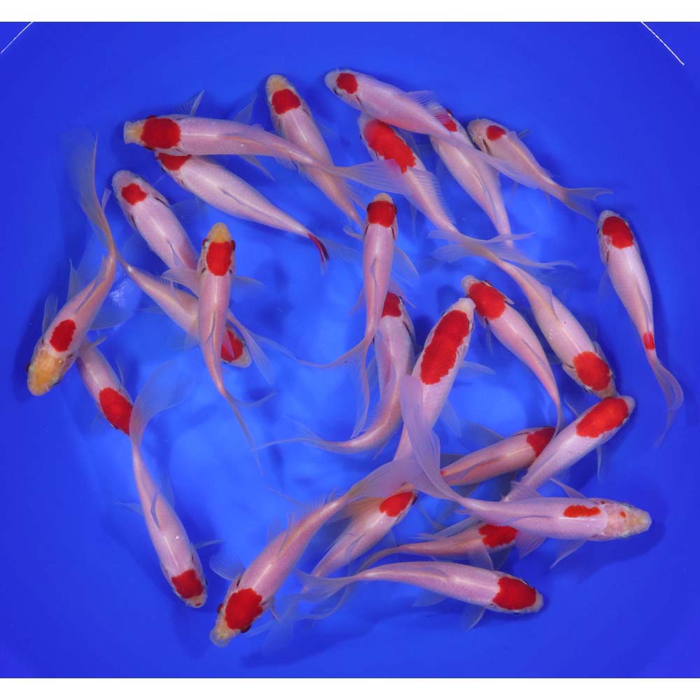 Tancho Sarasa Comet 5-6"