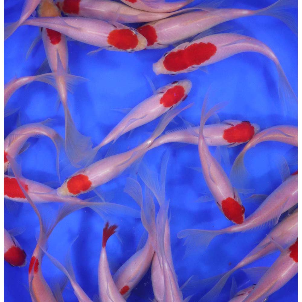 Tancho Sarasa Comet 5-6"