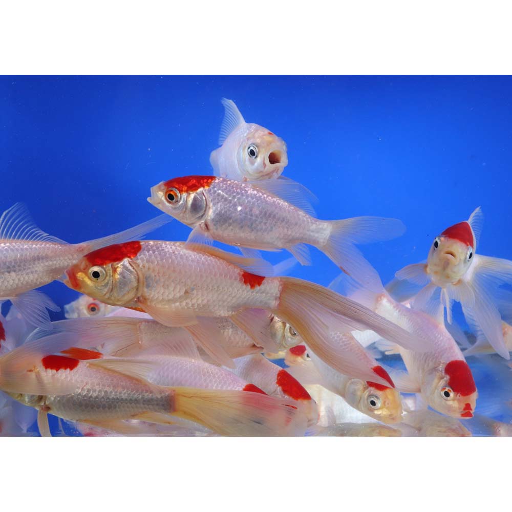 Tancho Sarasa Comet 5-6"